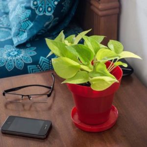 Rolling Nature Golden Pothos in Red Colorista Pot